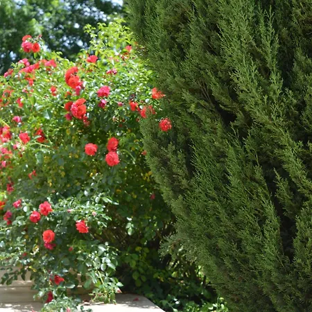 B&B Terra del Sole-3